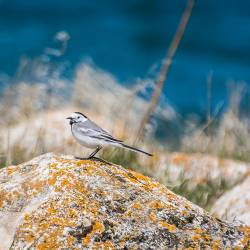 2017-05-10 Sevan