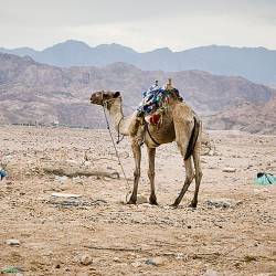 2012-11-04 Dahab