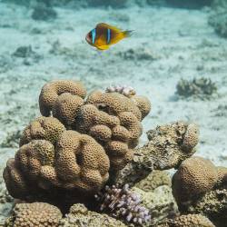 2016-01-23 Aqaba - King's Abdullah Reef