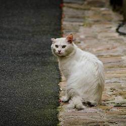 2012-06-24 Chinon