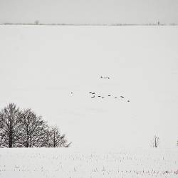 2013-02-19 Kněžice