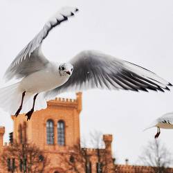 2010-01-10 Schwerin