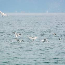 2014-08-07 Ohridské jezero