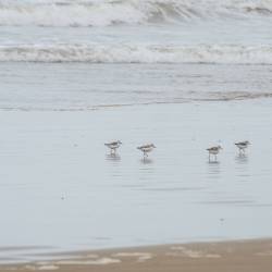 2015-04-22 Plage Blanche