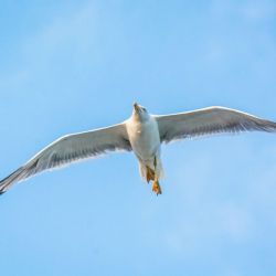 seagulls