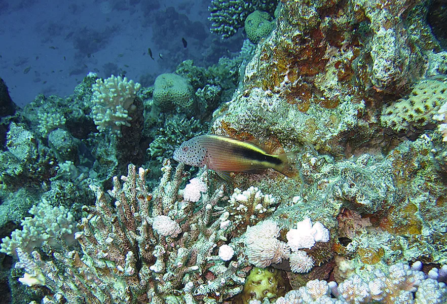 Dahab