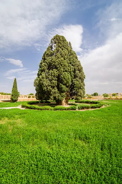 Cypress of Abarkuh