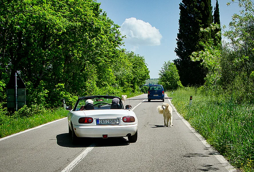 NOV_7682_Maremma