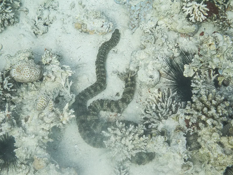 Aqaba - Gorgone One