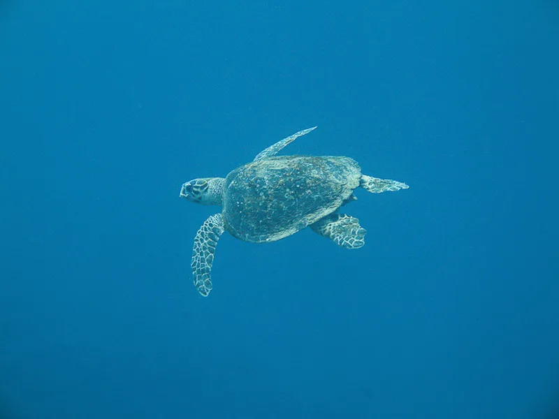 Aqaba - Wreck Cedar Pride