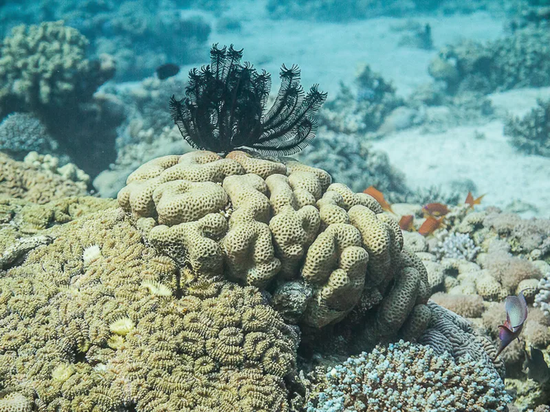 Aqaba - King\\&amp;#039;s Abdullah Reef