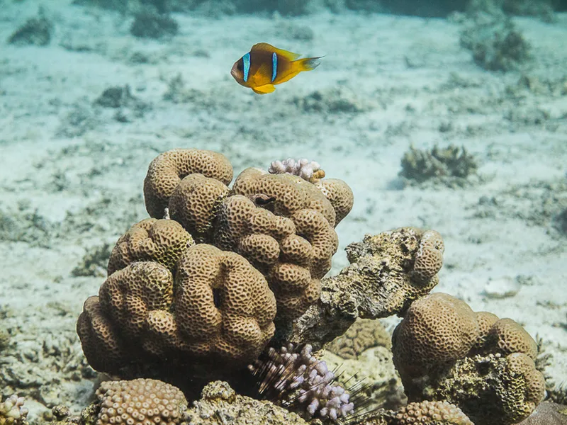 Aqaba - King\\&amp;#039;s Abdullah Reef
