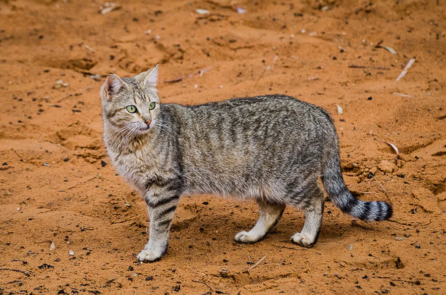 Erg Chebbi