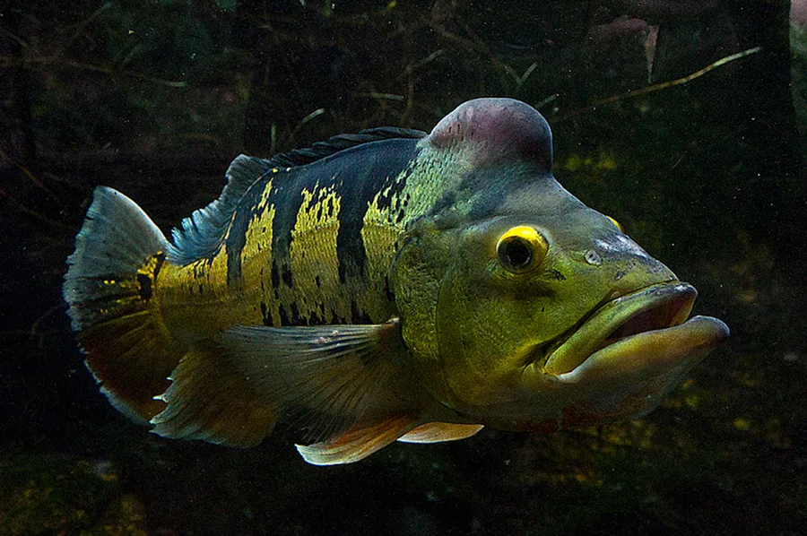 Zoo Praha