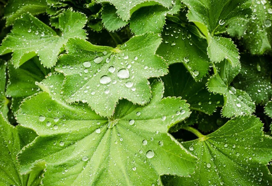 flora