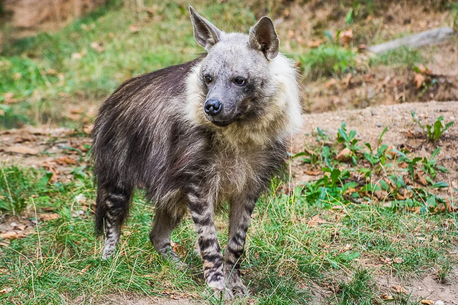kočkovití