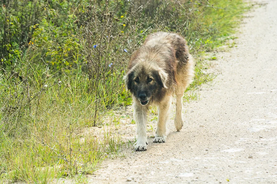 psovití