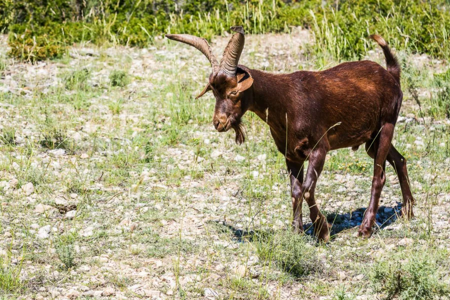 sudokopytníci